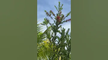 Колибри пьёт нектар из цветка #shorts# Hummingbird drinking nectar.