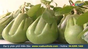 Bưởi hồ lô tài lộc, Bưởi tay phật - Quà tết độc đáo 2016 | HGTV