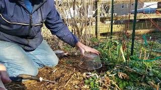 No transplant winter sowing cilantro in my back to Eden organic garden