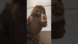 Dog with beautiful hair