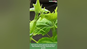 HORTOMALLAS trellis mesh for cucumber cultivation