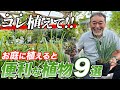 【庭好き必見!】植栽のプロがオススメ!お庭が彩る低灌木をご紹介!【植栽】【ガーデニング】