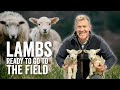 Adam hensons farm diaries ep3  lambs ready to go to the field