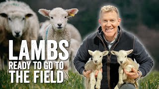 Adam Henson's Farm Diaries Ep3 - Lambs ready to go to the field!