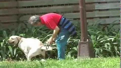 PooTrap, Clean Up Dog Poop After Your Dog - Best Solution