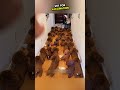 Dog Outsmarted His Owner 😊#shortsvideo