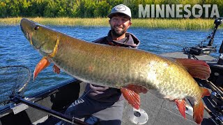 CRAZY ACTION Minnesota MUSKY Fishing!!!