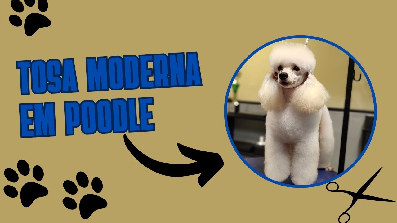 Aula completa de Tosa moderna em poodle 🐩