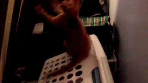 Watch the video about Red Female & Fawn Male Abyssinian Kittens 8/07