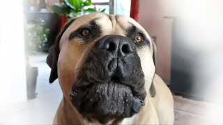 BOERBOEL barking at my face by Boerboel Yzer 558 views 6 months ago 1 minute, 13 seconds