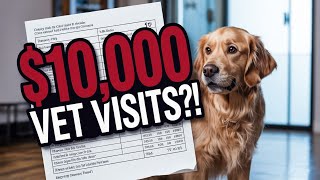 Inside the World’s Most Luxurious Vet Clinic | Where Dogs Get Facials and Nose Jobs