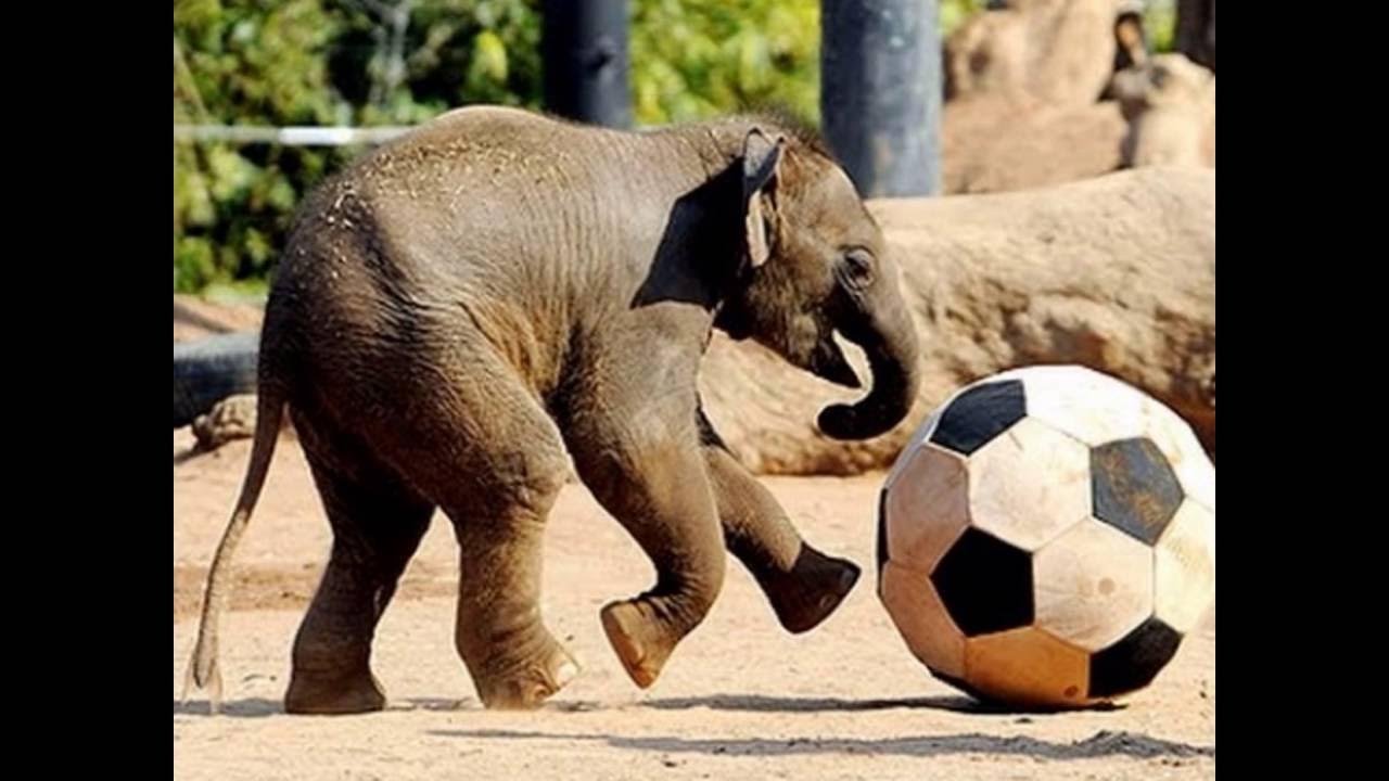 Play elephant. Слон Play. Baby Elephant did Live where. 1) Where do Elephants Live.