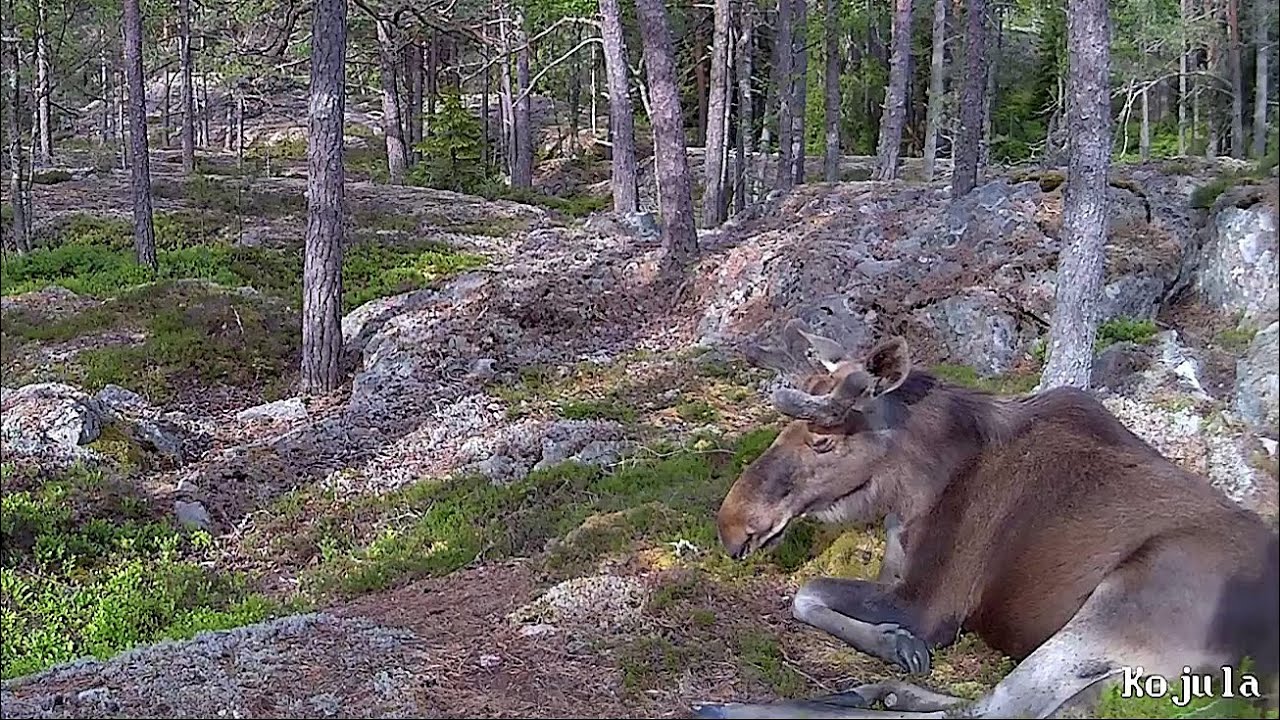Hirvi päiväunilla ja muita hirveyksiä