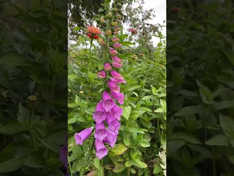 วีดีโอ: ดอกไม้ Foxglove: วิธีปลูก Foxgloves