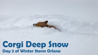 Corgi Deep Snow by Jackie Sullivan Passetti 507 views 3 years ago 32 seconds