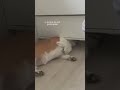 암막커튼이 필요한 #강아지 #웰시코기 #corgi #puppy #corgilife #반려견 #농사 #cutedog #코기