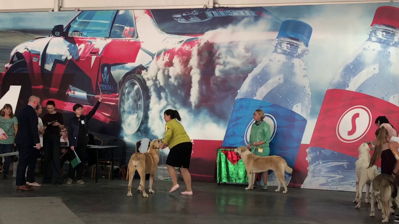 28 сентября 2019 г. Ринг САО. Владивосток