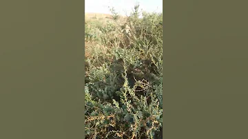صياد البراري 