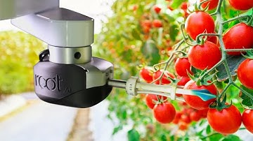 Amazing automated tomato harvesting robot - Agriculture & Technology