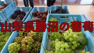 【山梨県】勝沼に葡萄を買いに行きました