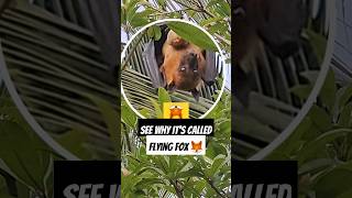 Stop Eating Scratched Fruits 🚫😱 Giant Fruit Bat Eating Chikoo fruit🍑 #shorts