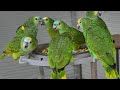 COMO CUIDAR UN LORO/AMAZON PARROTS  -PETS melissa &family