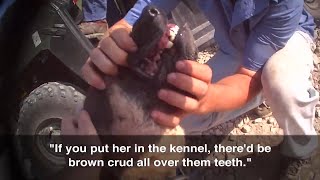 Darrell Graber's Kennel, Darrell Graber's USDA Licensed Puppy Mill in  Bloomfield, IN
