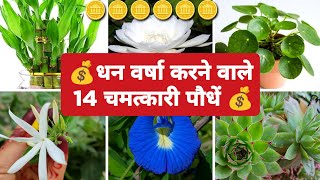 धन 💰 वर्षा करने वाले 14 शुभ पौधे / Lucky Plant / Good Luck Plant For Home / Shubh Plant /Vastu Plant