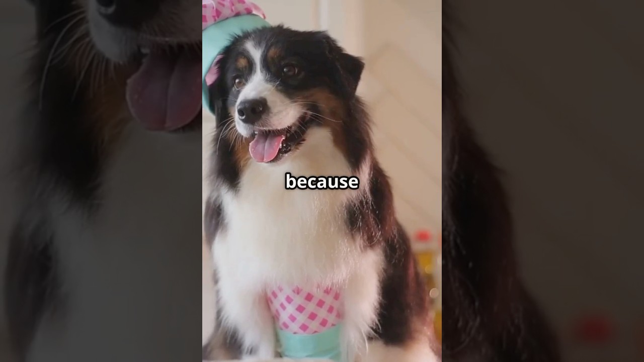 AI Dog Cooking Rice | Funny Animal Chef Video || 