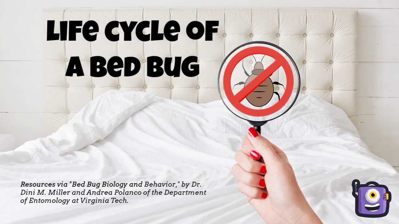 Life Cycle Of A Bed Bug Youtube