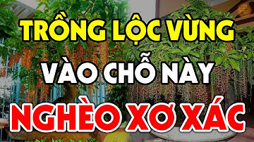 CHẶT NGAY Nếu Còn TRỒNG CÂY LỘC VỪNG Ở Chỗ Này Kẻo RƯỚC ĐẠI HỌA VÀO THÂN, Tiền Vàng Đội Nón Ra Đi