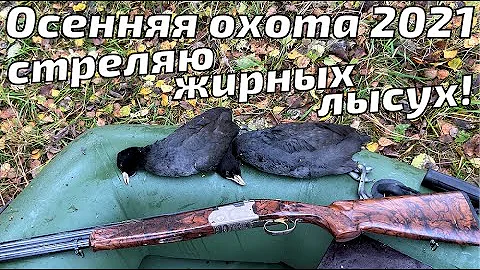 Осенняя охота на лысух 2021. Стреляю сидячих! Жирные – летать не хотят!