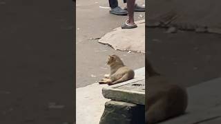  comedy funny gorilla animals monkey shots cat coverbykitty shorts kittty funnycat