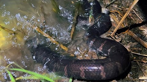 Cắm Câu Trúng Bầy Rắn Lớn Cặp Vườn Chuối Ở Kiến Tường Long An | fishing for snakes in long an