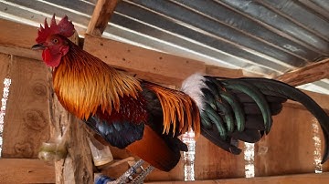 qaib qub pom 2 zoo nkauj quaj zoo