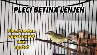 pleci betina dan pleci jantan bersauatan saling manggil bikin pleci semakin gacor dan ngotot