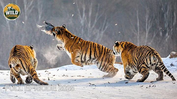 WILD SIBERIA | The Survival Battle of the Fiercest Predators | Animal documentary