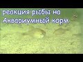 Реакция рыбы на Аквариумный корм Рыбалка Fishing angeln la pesca câu cá. на Озере в Адыгее