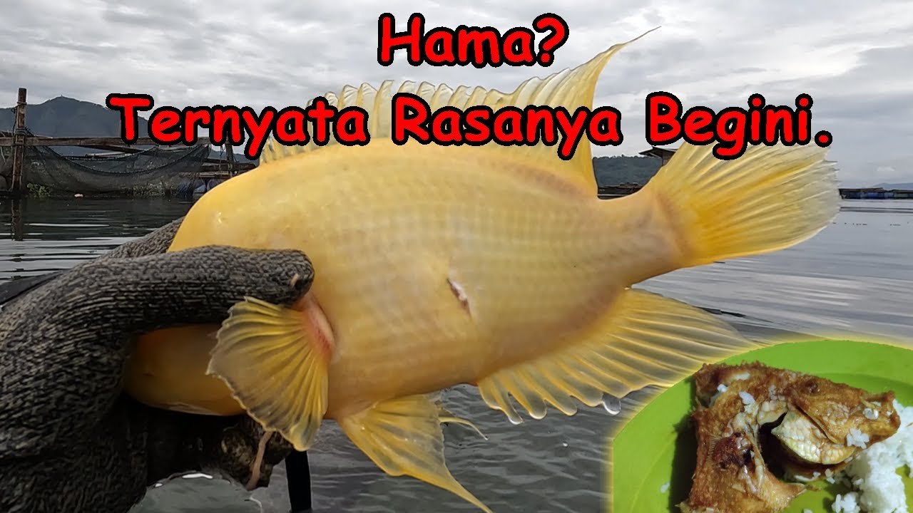 Ikan RED DEVIL/nahol/louhan ternyata RASANYA begini. Makanya jadi hama