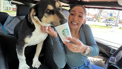 ¿Un Puppuccino es gratis?