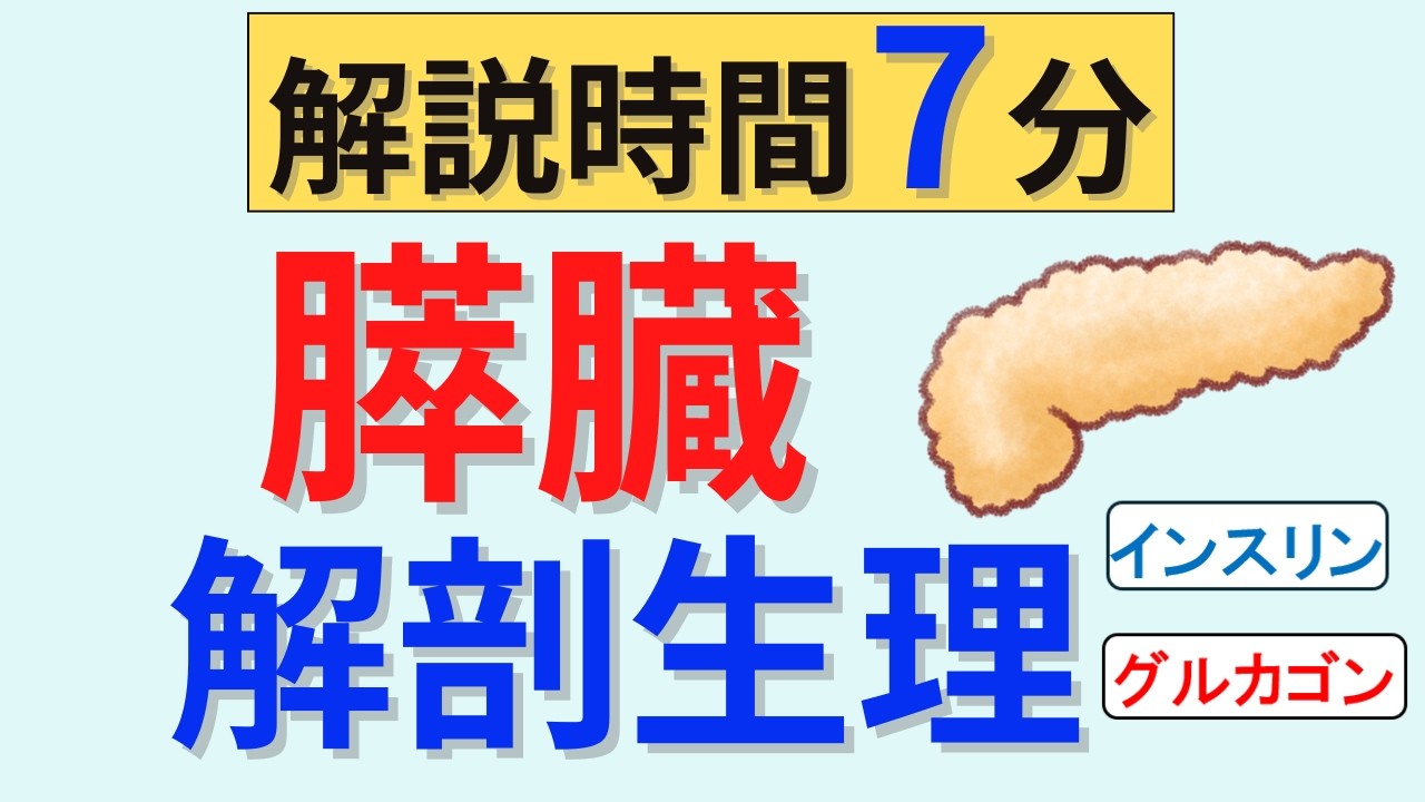 【7分で解説】膵臓の解剖生理
