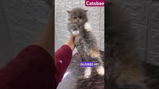 Cat grooming | big cat | 8446853378 #catsbae