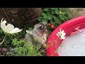 Cat almost falls into swimming pool