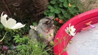 Cat almost falls into swimming pool