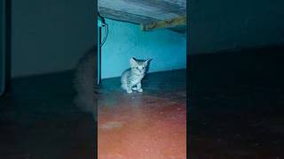 🐈 பூனைகள் தங்களுக்குள் பேசுமா? | JafranTime | #shorts #cat