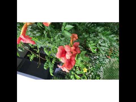 Video: What Is A Madame Galen Vine – Growing A Madame Galen Trumpet Creeper