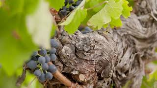 Schubert Estate Wine Room