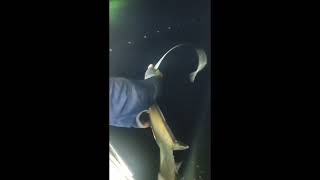 2nd Boaters Unlimited Tournament Cebu Catch and release Threasher Shark