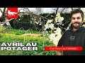 Avril au potager saison 3 potager permaculture jardin avril autonomie autonomiealimentaire