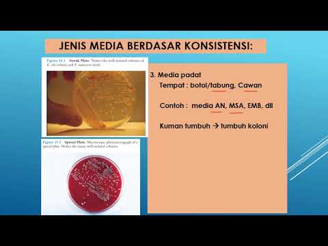 Video: Identifikasi Tanda Tangan Bakteri Penting Khusus Kota Untuk MetaSUB CAMDA Menantang Data Microbiome